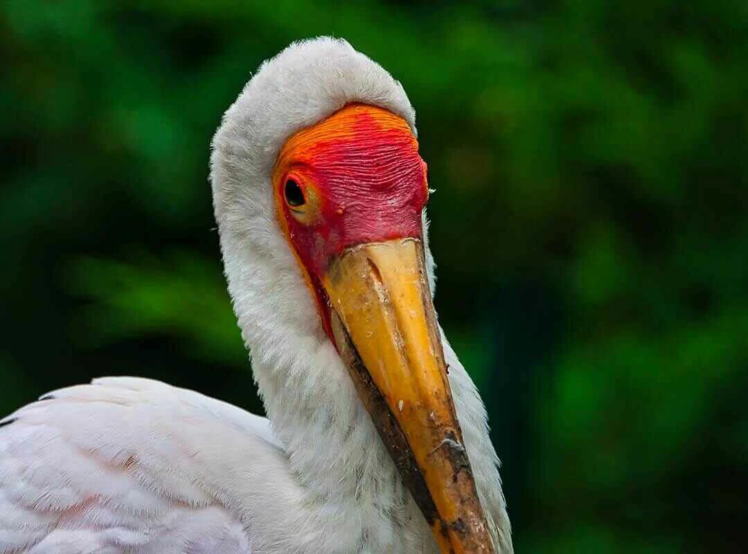 Yellow Billed Stork close